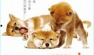 爱犬的奇迹在线观看,见证忠诚与生命的奇迹之旅