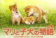 爱犬的奇迹在线观看,见证忠诚与生命的奇迹之旅