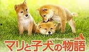 爱犬的奇迹在线观看,见证忠诚与生命的奇迹之旅